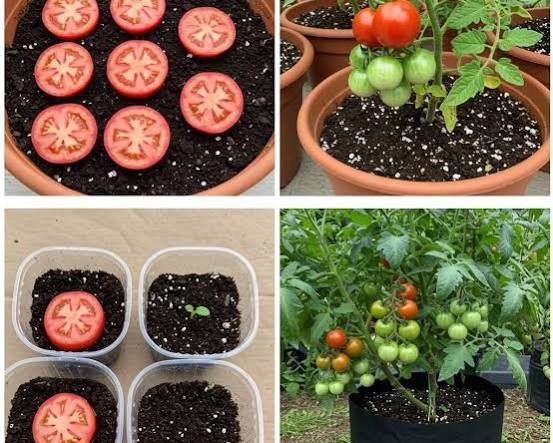 Growing tomatoes in a home garden