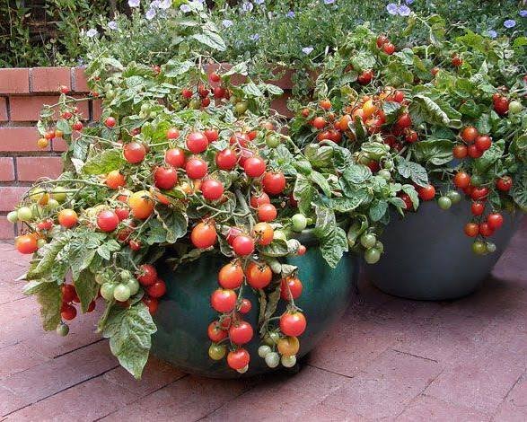 Fresh tomatoes harvested from a home garden