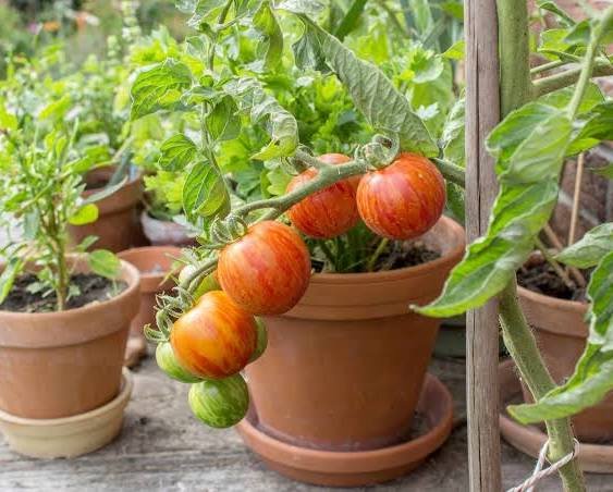 Caring for young tomato plants