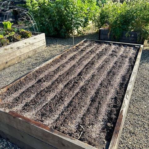 Caring for carrots in the garden