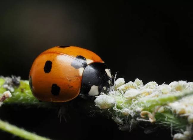 Healthy garden plants supported by natural pest-control methods