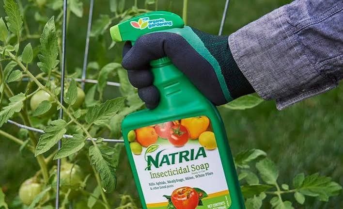 Gardener inspecting leafy plants for signs of garden pests