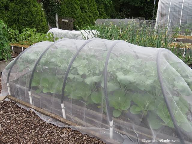 Close view of garden foliage being monitored for insect damage